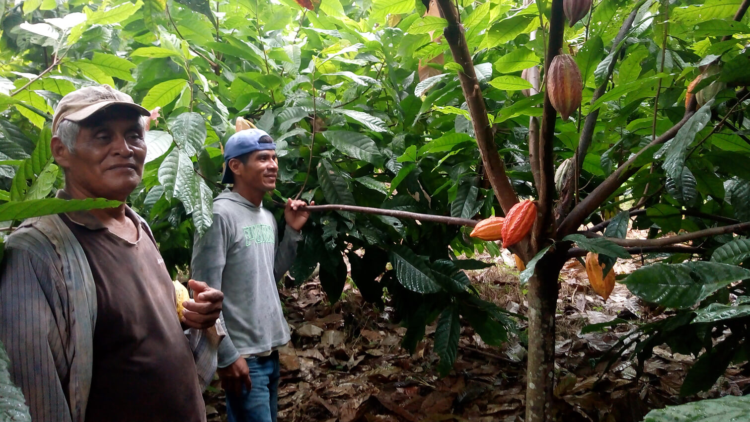 cacaoyÃ¨re agroforestiÃ¨re coopÃ©rative APODIP au Guatemala - chocolat au lait 53%
